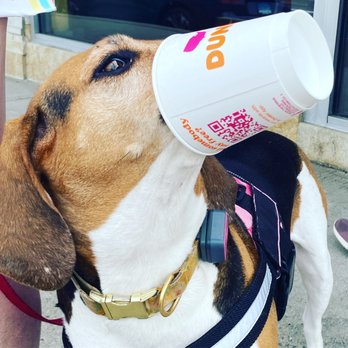 Cute Dog Eating His Dunkin Pup Cup Treat